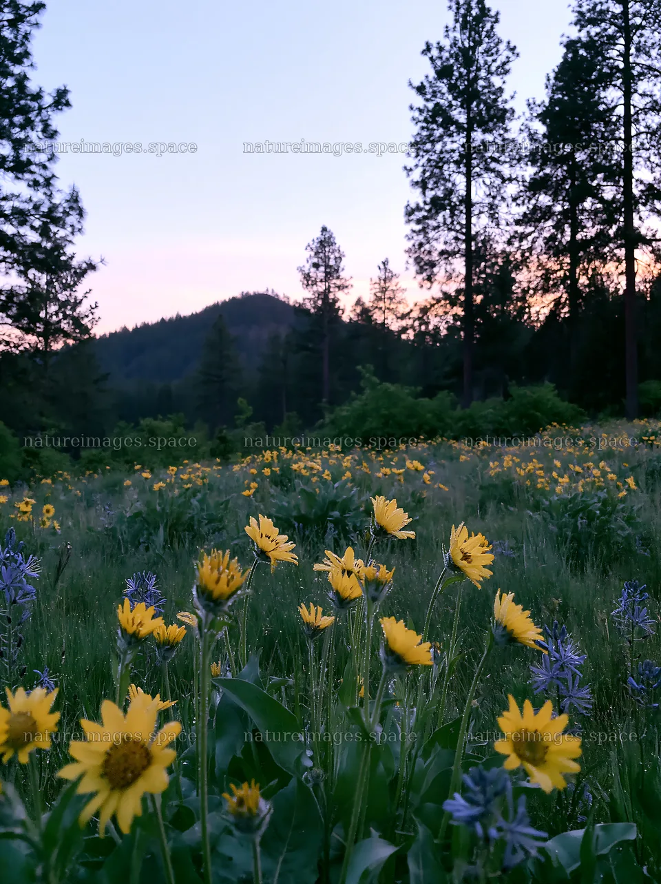Pine forest meadow with wildflowers at sunset – nature images 6866x9174