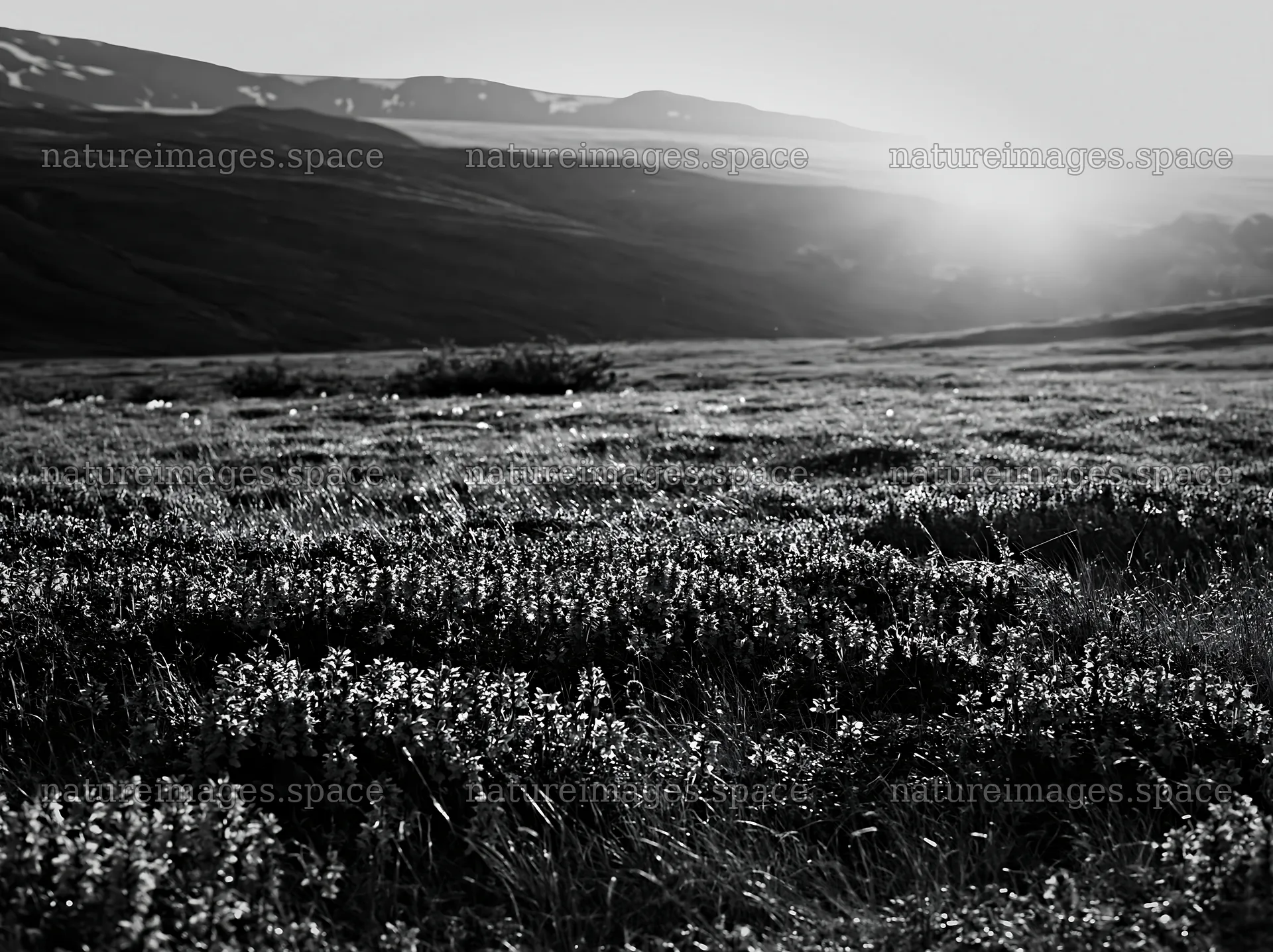 Colorful orchid meadow with sunlight in the background – nature images 9174x6866