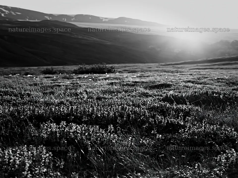 Colorful orchid meadow with sunlight in the background – nature images 9174x6866