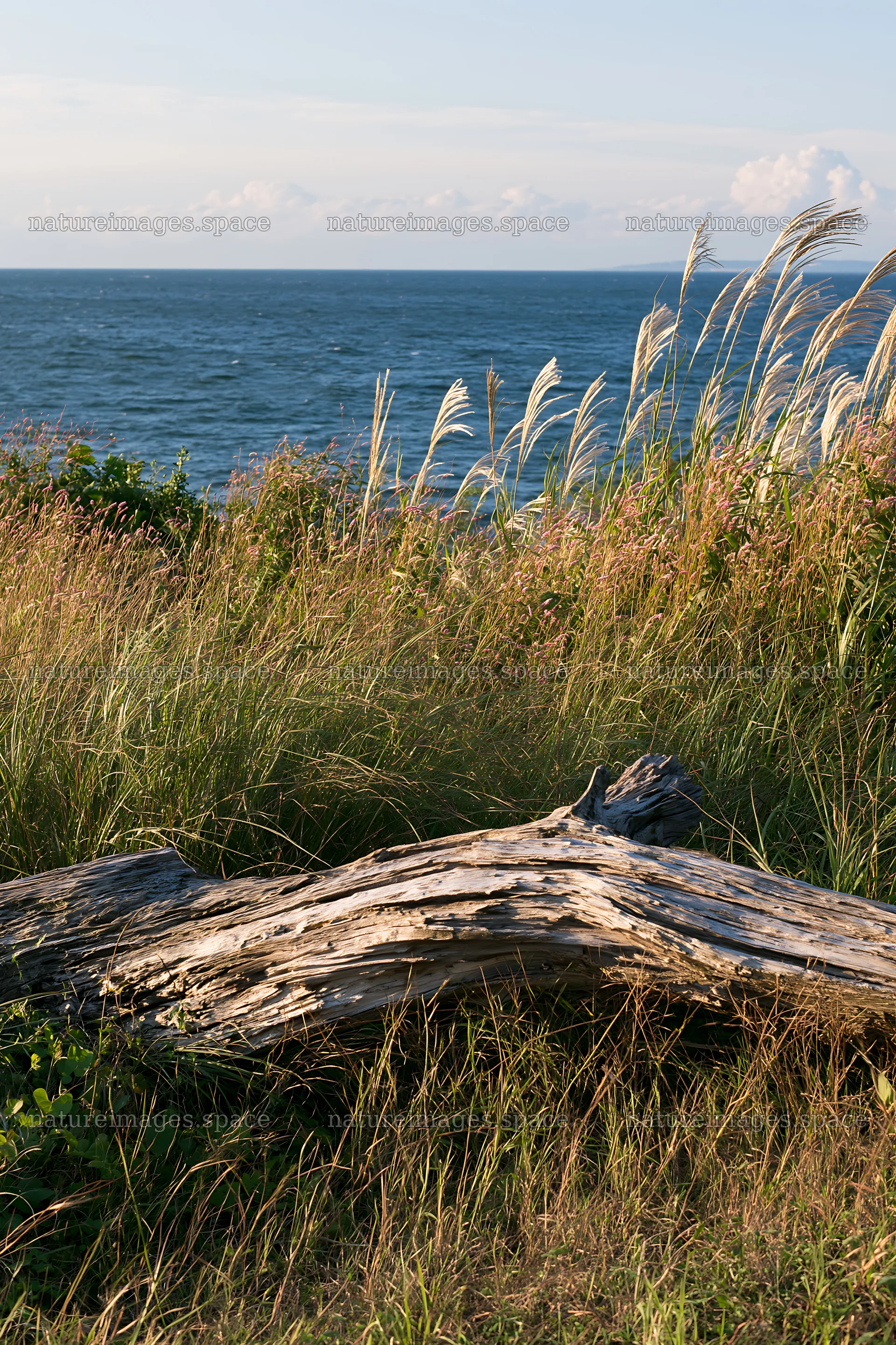 Chiba coastal climate meadow driftwood foreground by the sea – nature images 6480x9722