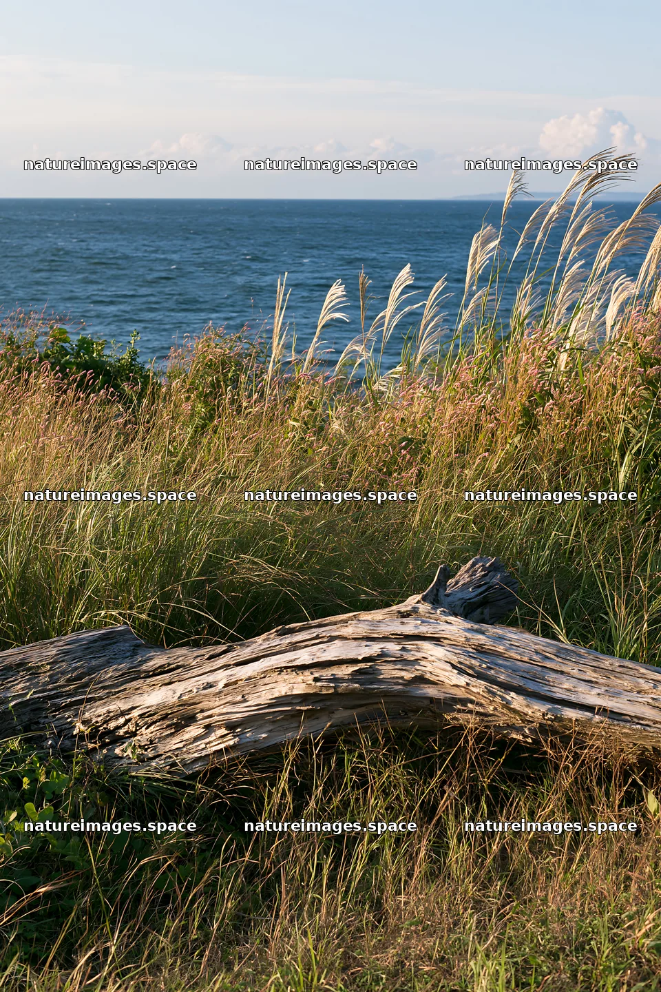 Chiba coastal climate meadow driftwood foreground by the sea – nature images 6480x9722