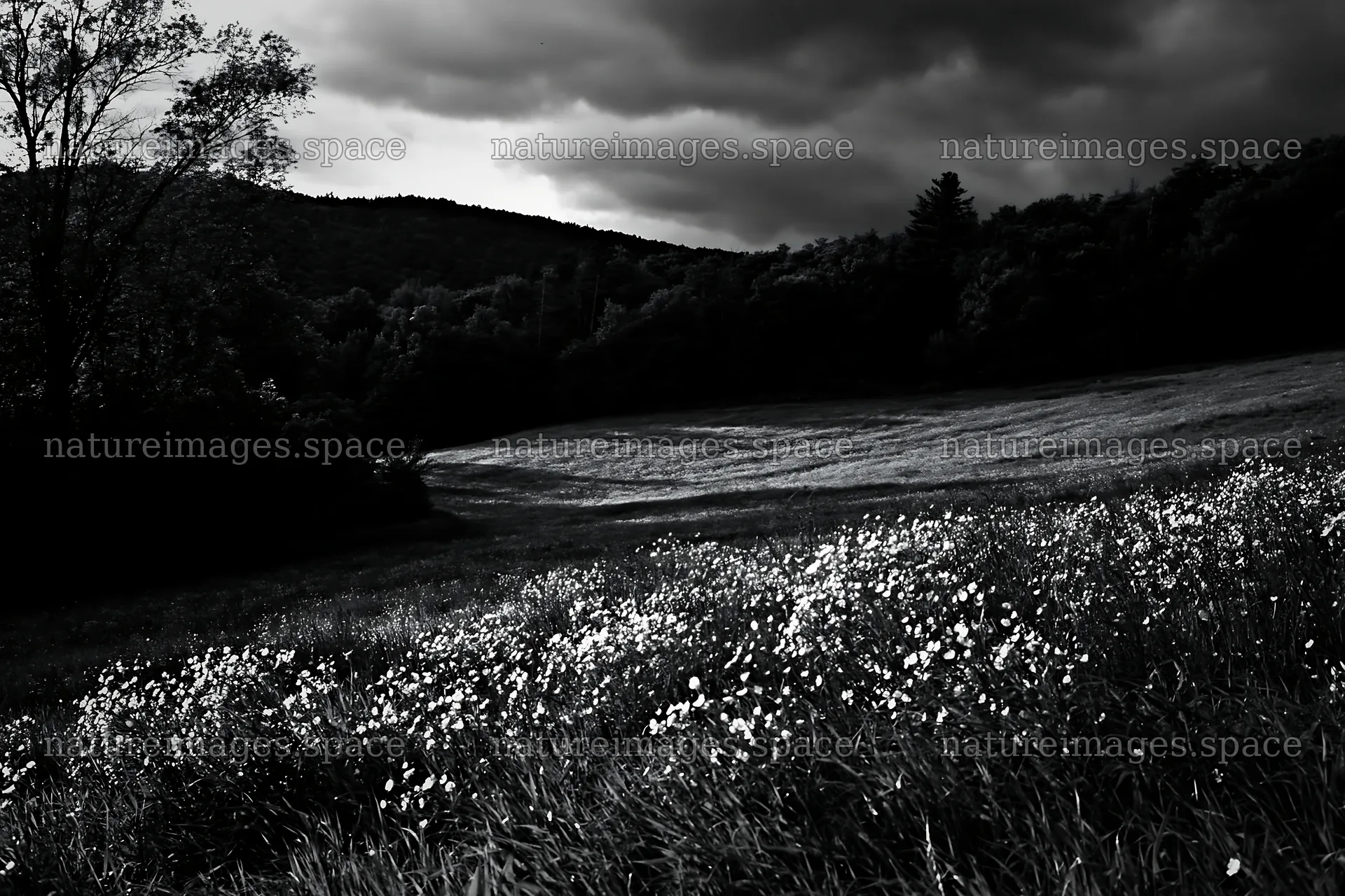 Meadow with buttercups under dark clouds – nature images 9722x6480