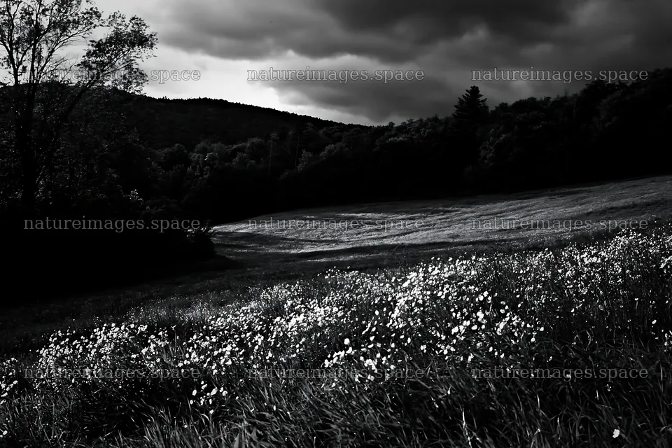Meadow with buttercups under dark clouds – nature images 9722x6480
