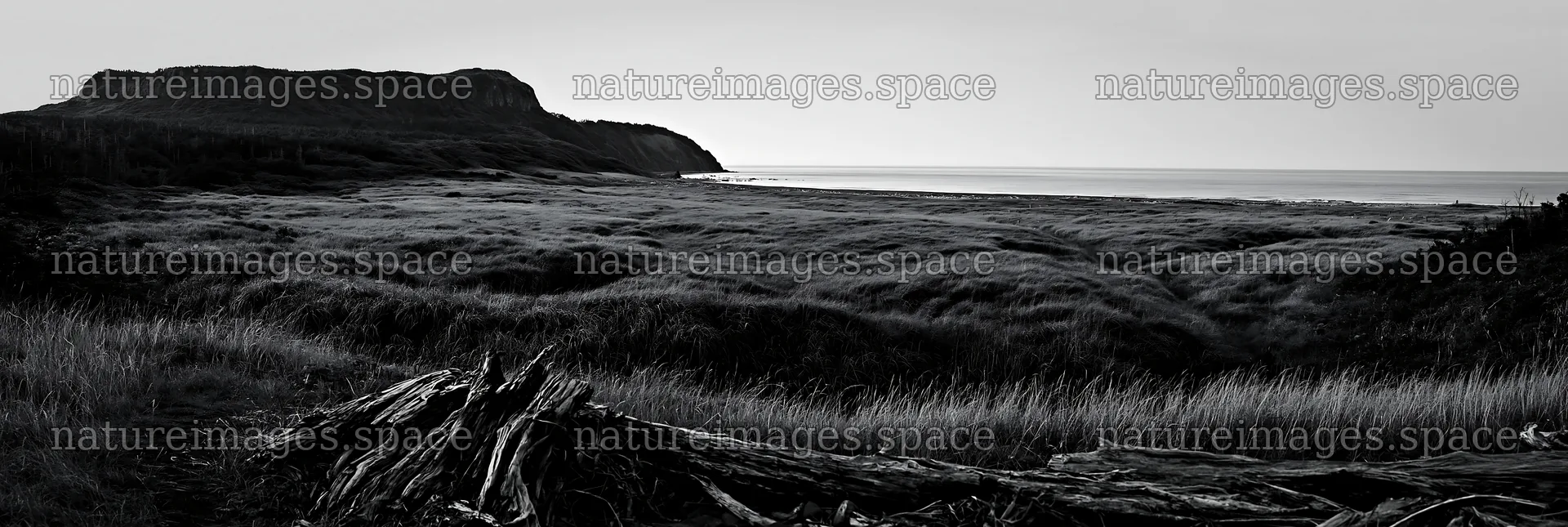 Chiba coastal climate meadow with driftwood in the foreground – nature images 13690x4602
