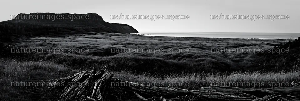 Chiba coastal climate meadow with driftwood in the foreground – nature images 13690x4602