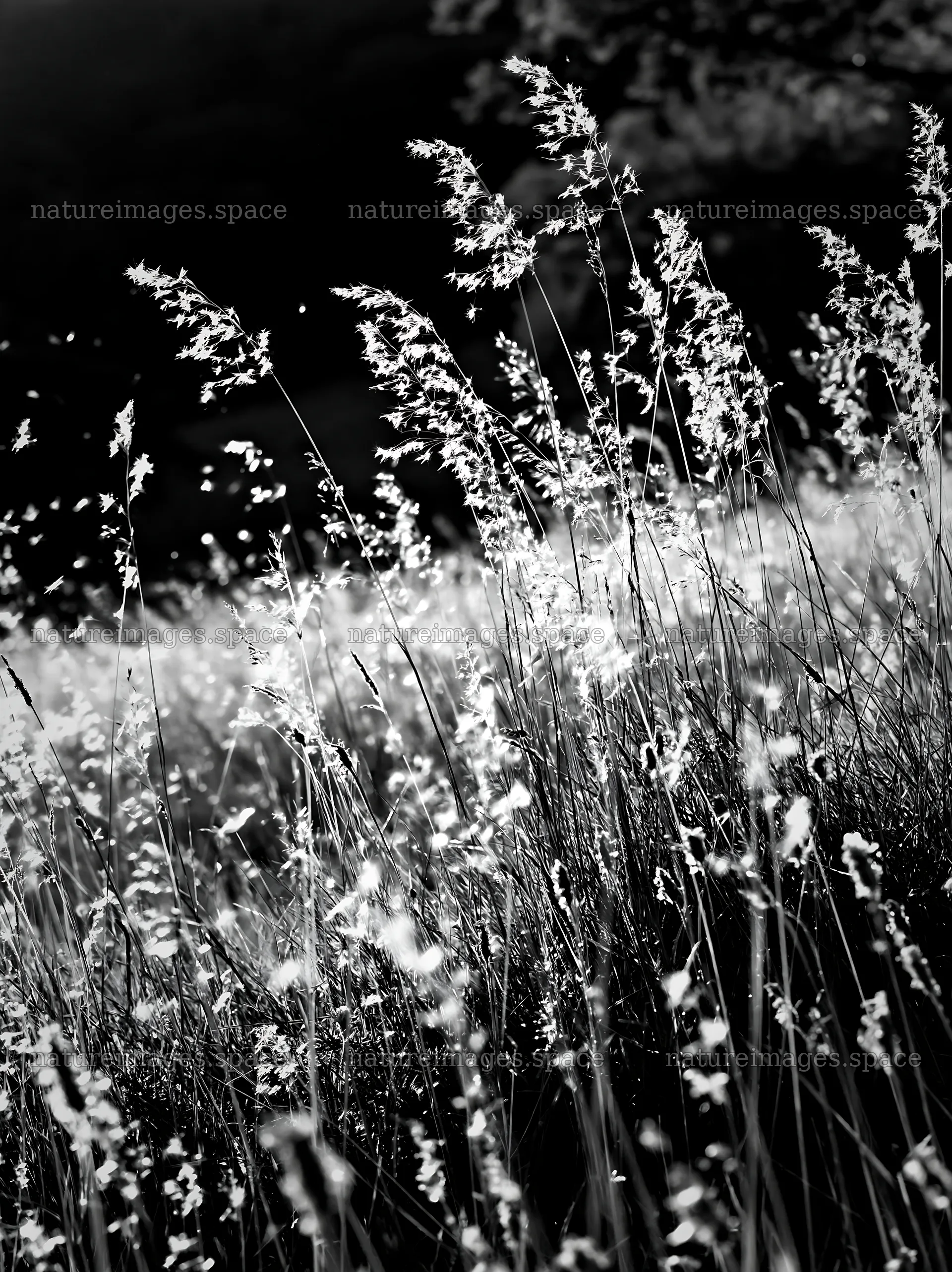 Meadow seedheads backlit during dusk hours – nature images 6866x9174