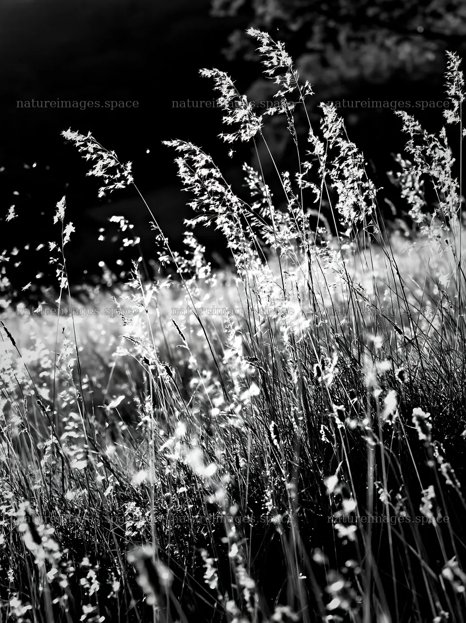 Meadow seedheads backlit during dusk hours – nature images 6866x9174