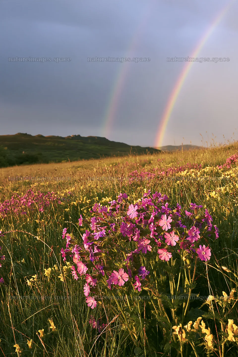 Meadow filled with campion flowers under a rainbow – nature images 6480x9722