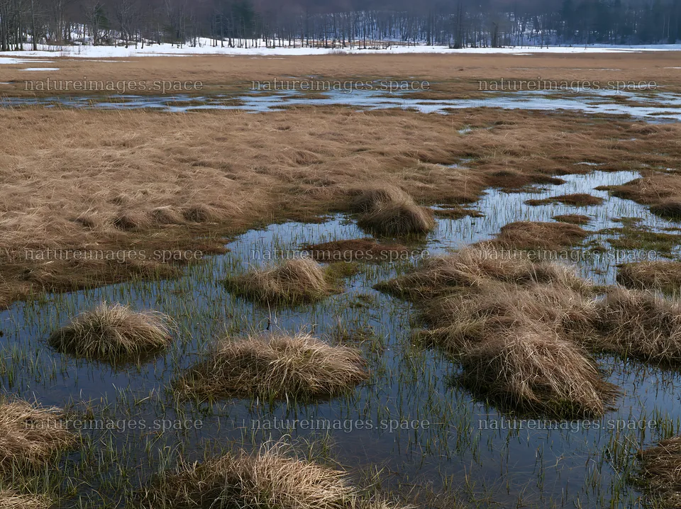 Akita snowmelt meadow with silver grasses in early spring light – nature images 9174x6866