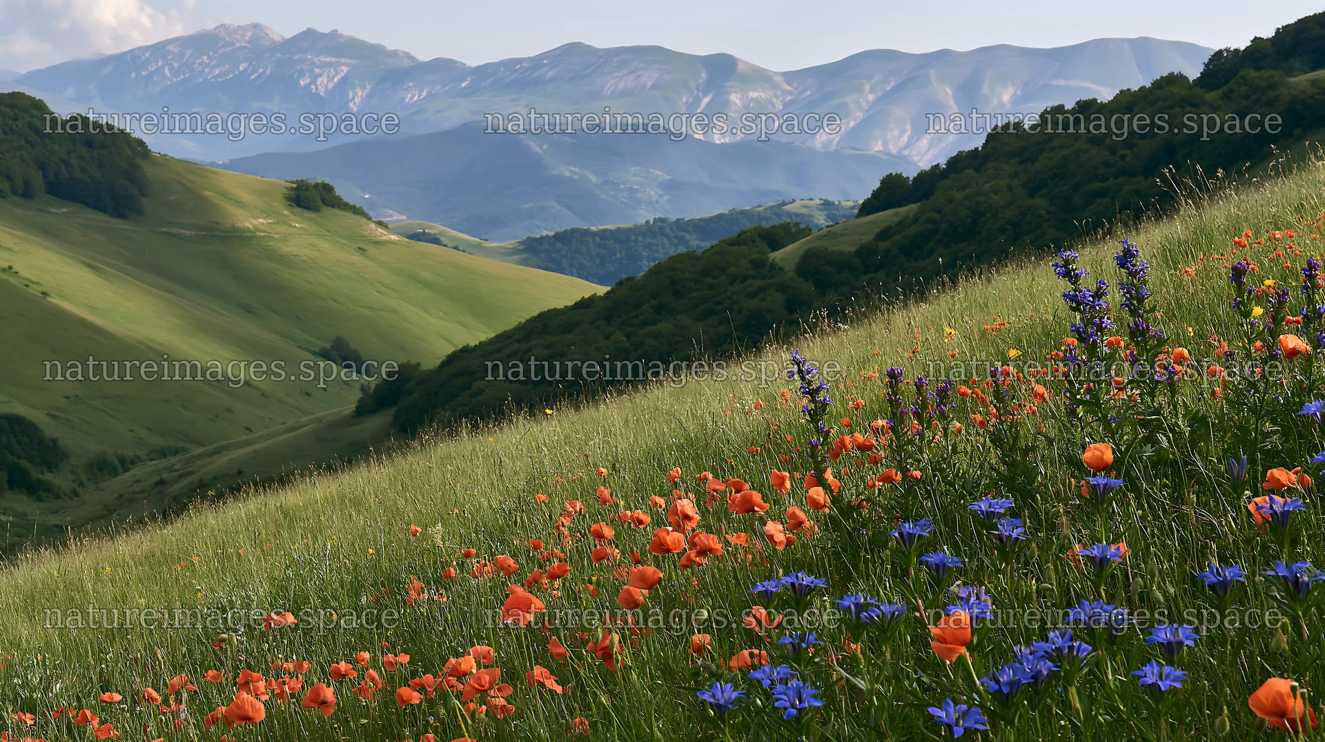 Poppy larkspur meadow with mountains in the background – nature images 10608x5938
