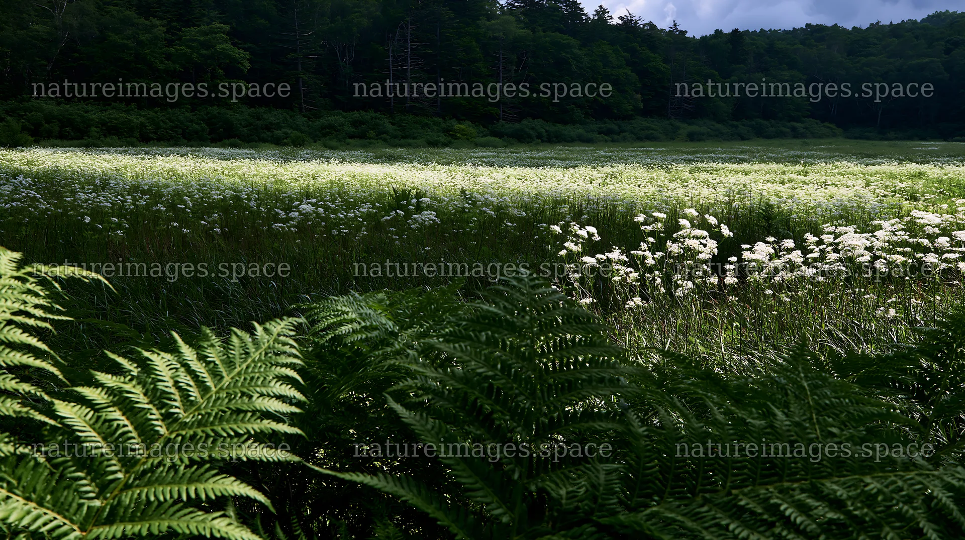 Summer meadow in Nara with ferns in the foreground – nature images 10608x5938