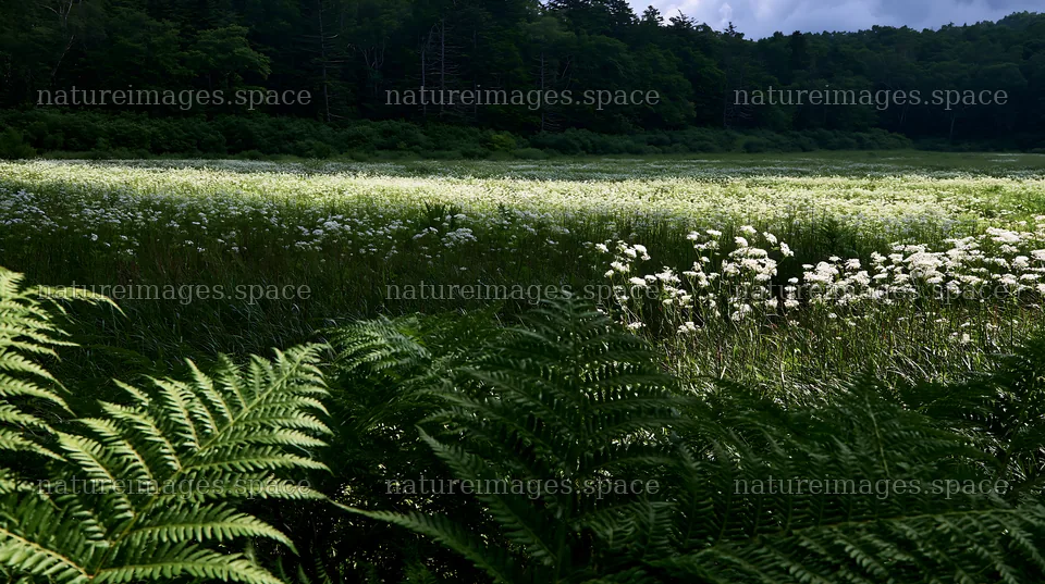Summer meadow in Nara with ferns in the foreground – nature images 10608x5938