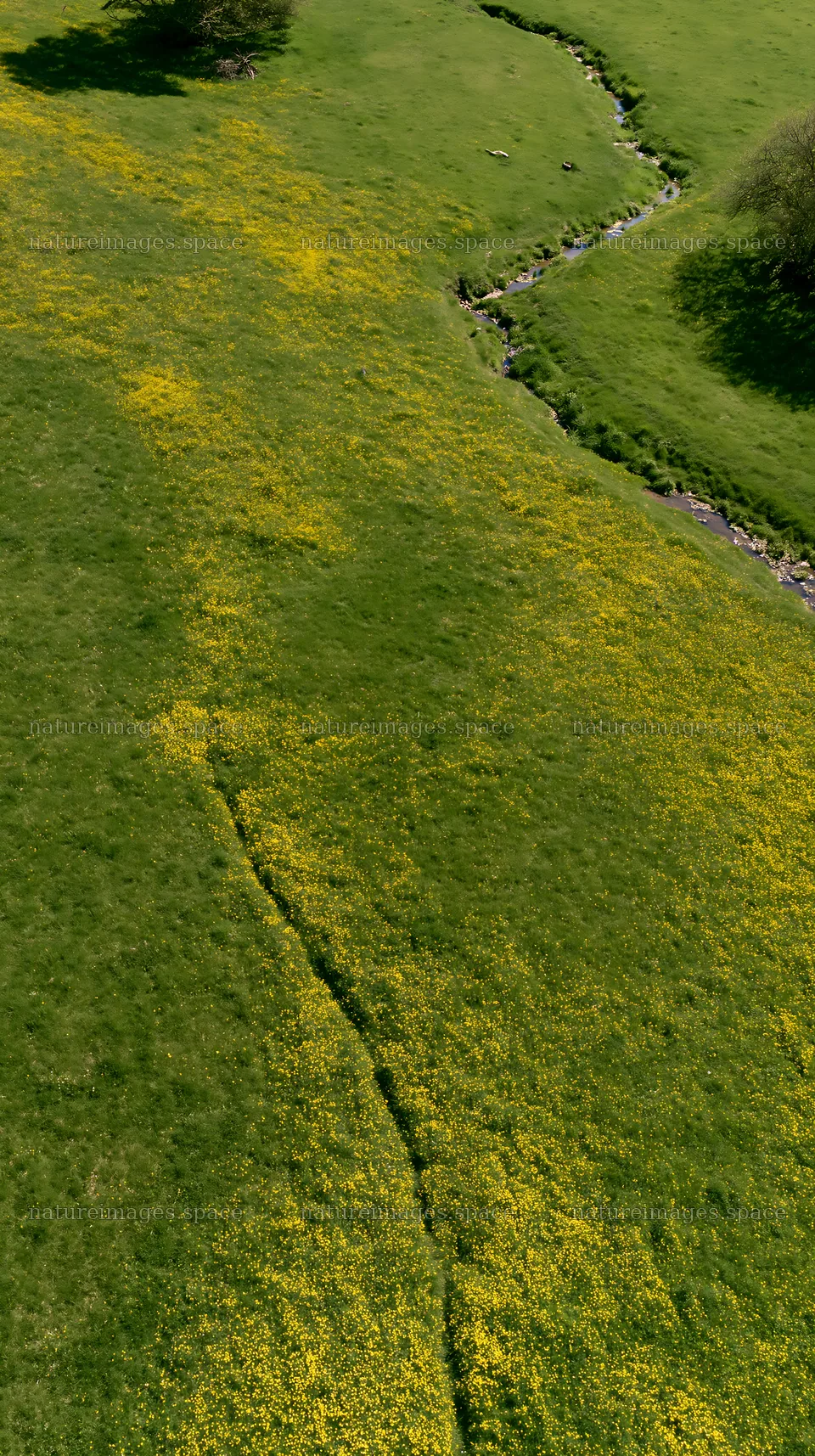 Buttercup meadow with stream and green grass – nature images 5938x10608