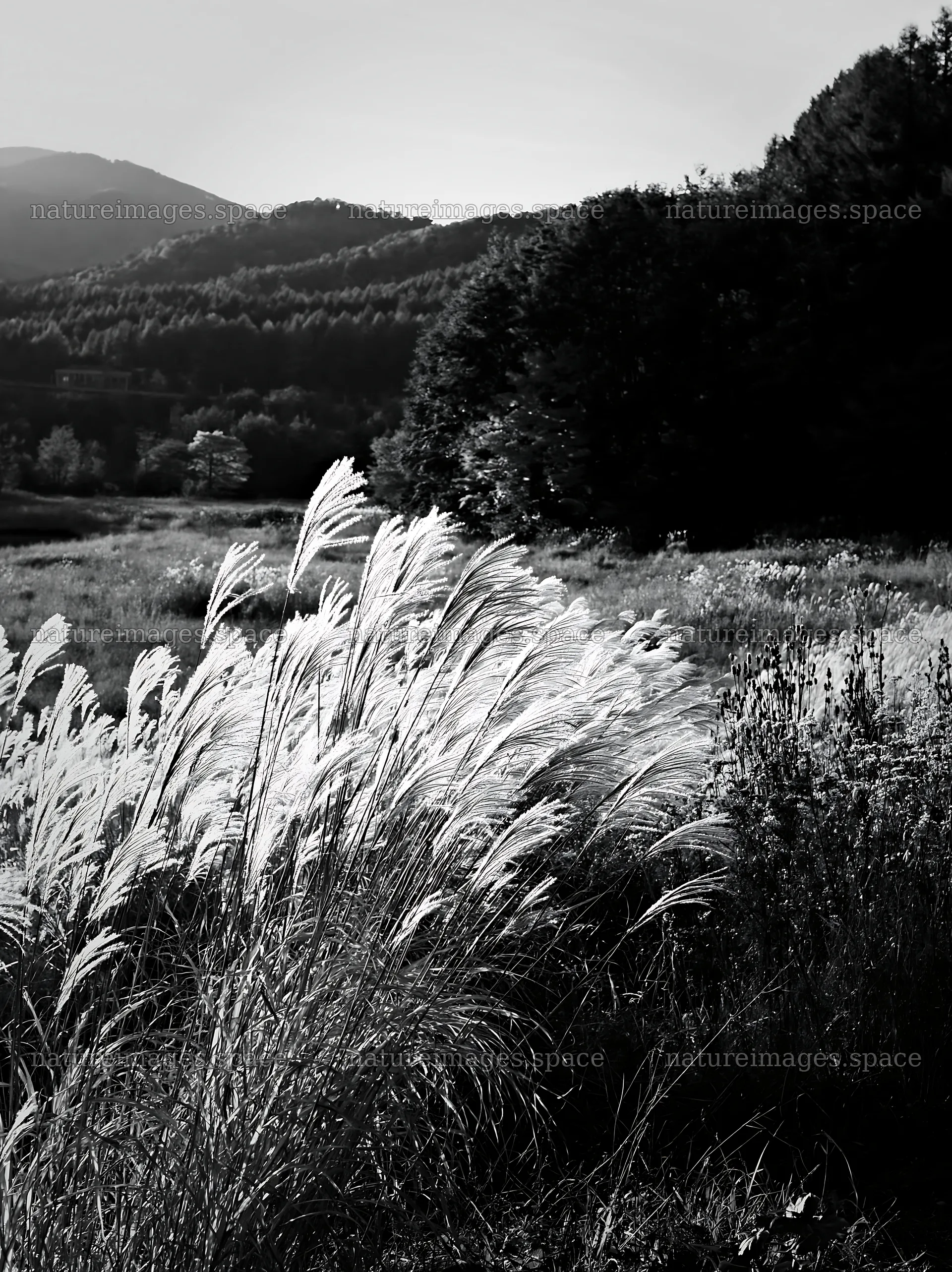 Aichi restored meadow autumn seedheads foreground – nature images 6866x9174