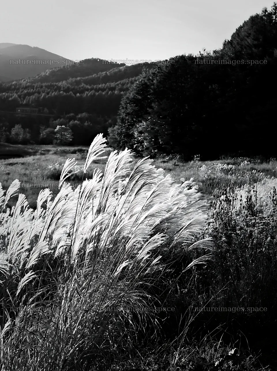 Aichi restored meadow autumn seedheads foreground – nature images 6866x9174
