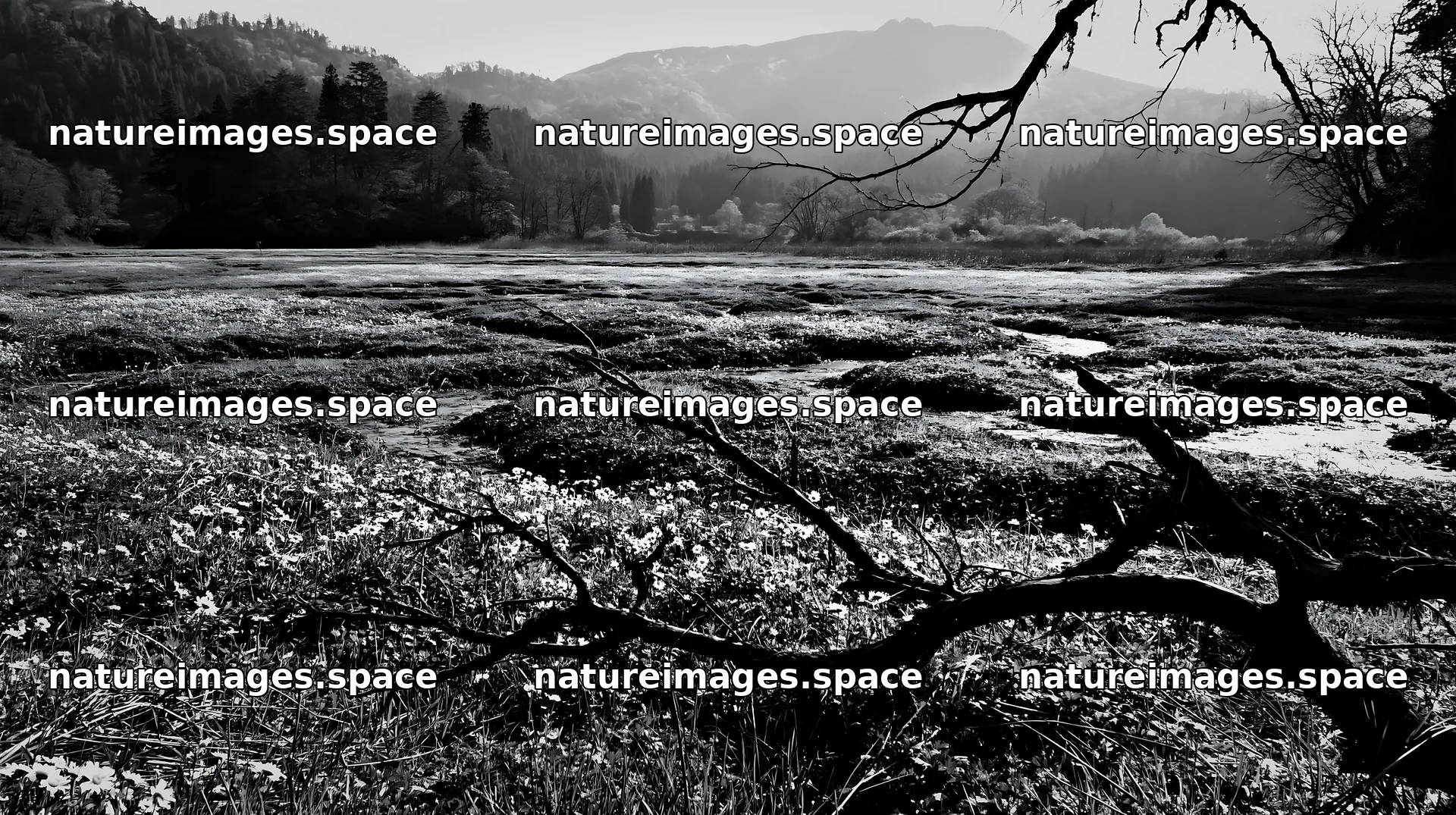 Yamagata rewilded meadow fallen branch foreground – nature images 10608x5938
