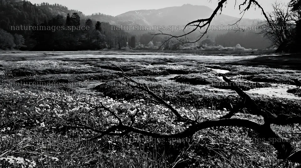 Yamagata rewilded meadow fallen branch foreground – nature images 10608x5938