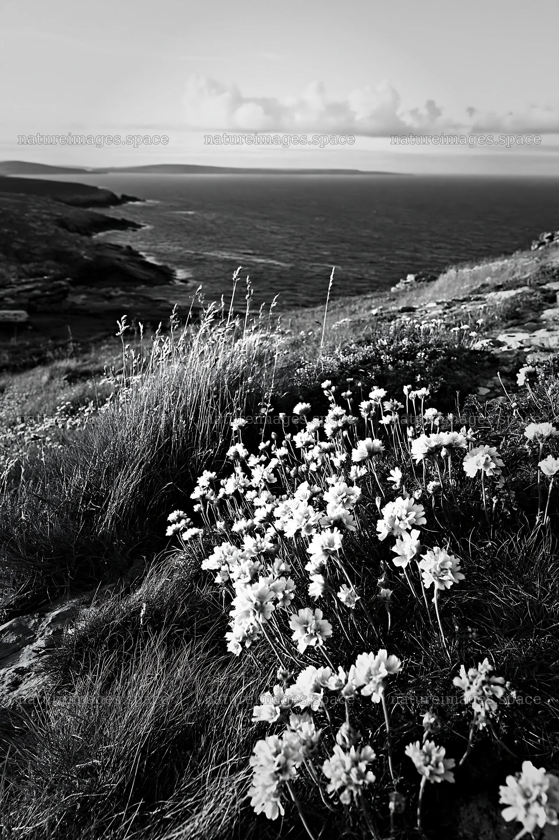 Limestone meadow with warm grasses and wildflowers by the sea – nature images 6480x9722