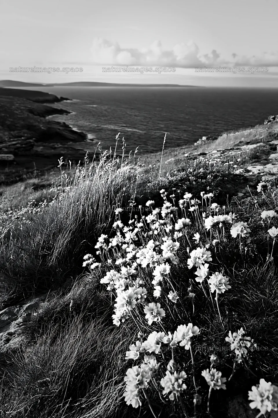 Limestone meadow with warm grasses and wildflowers by the sea – nature images 6480x9722