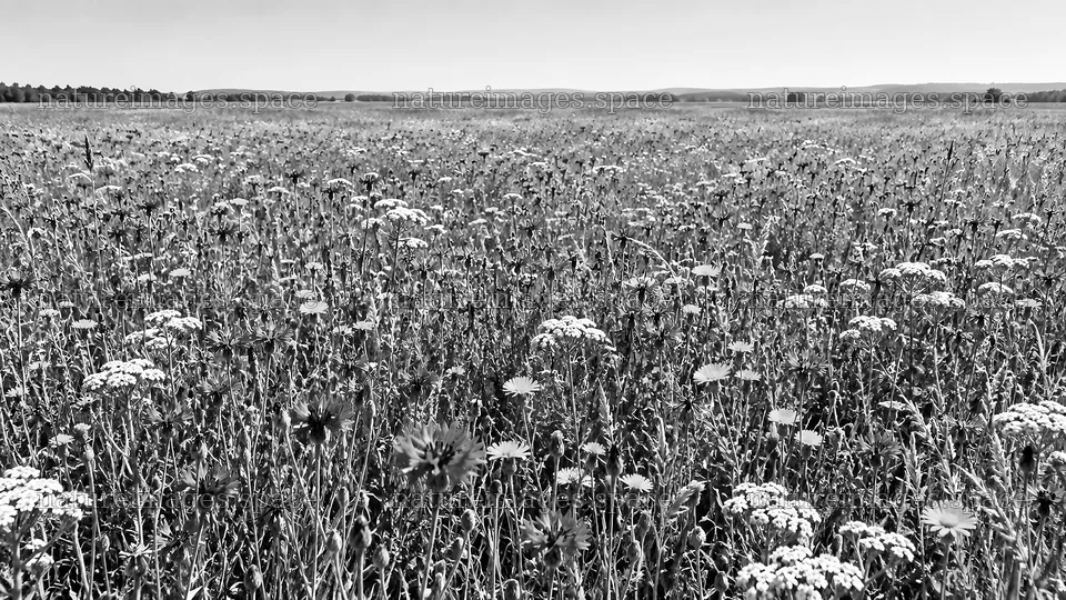 Monochrome Wildflower Meadow Under Open Sky – nature images 10324x5812