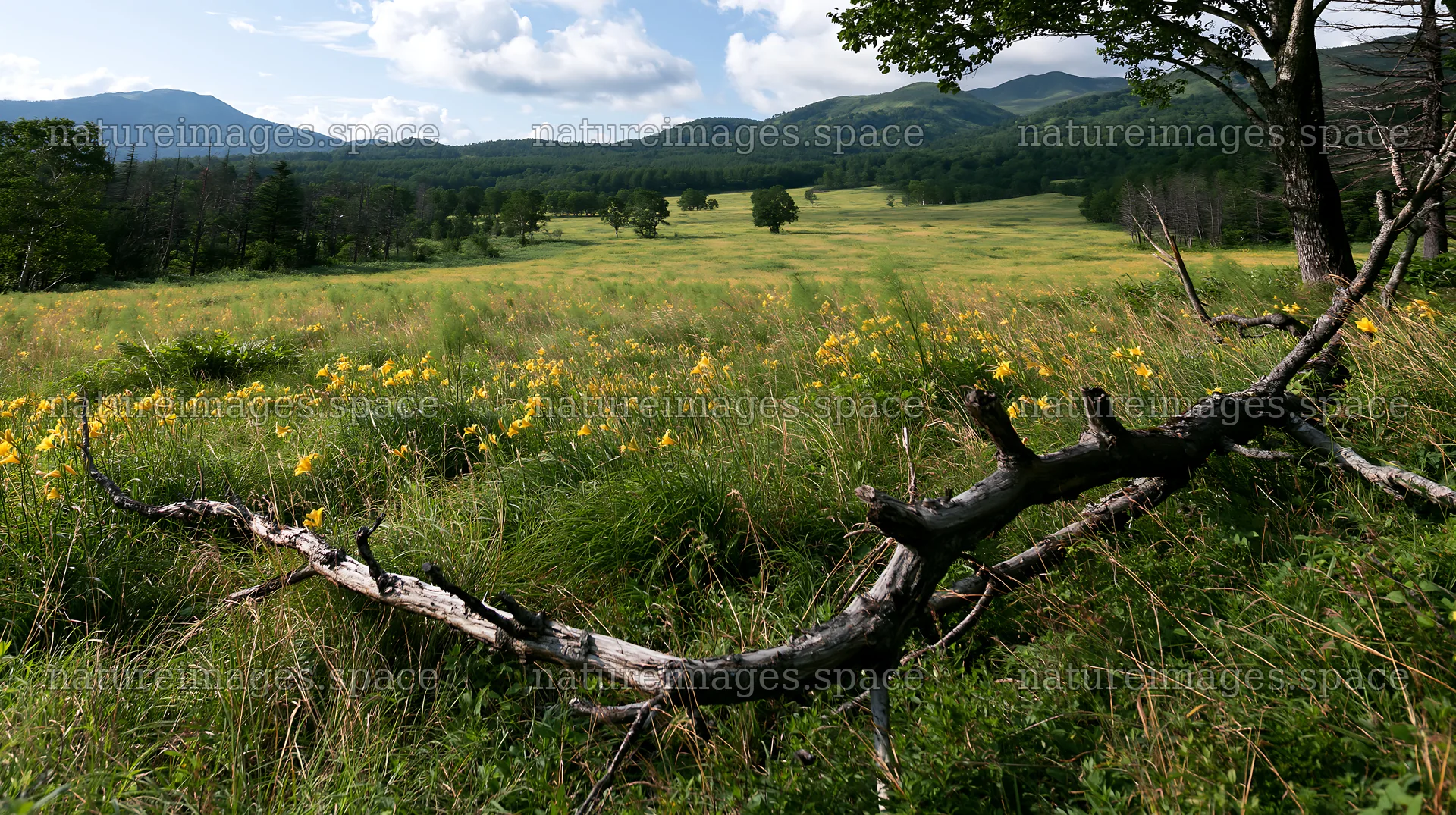 Yamagata rewilded meadow fallen branch foreground – nature images 10608x5938