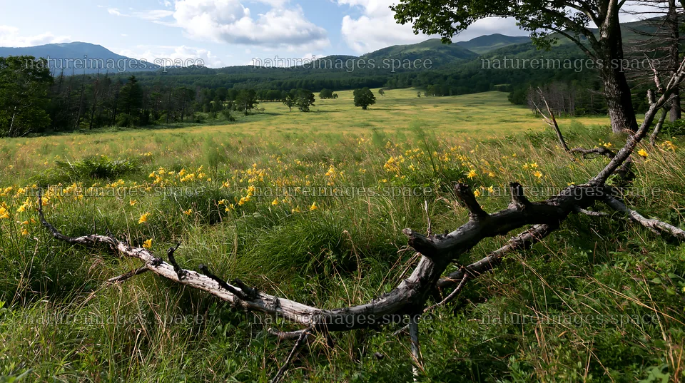 Yamagata rewilded meadow fallen branch foreground – nature images 10608x5938