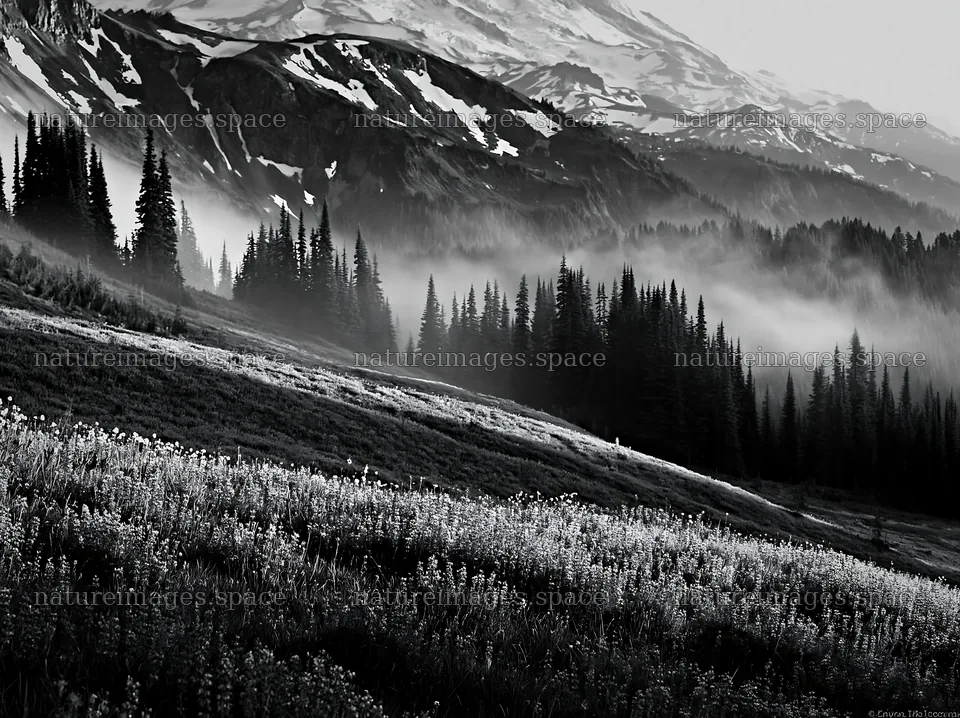 Sunrise over Mount Rainier with wildflowers and fog – nature images 9174x6866