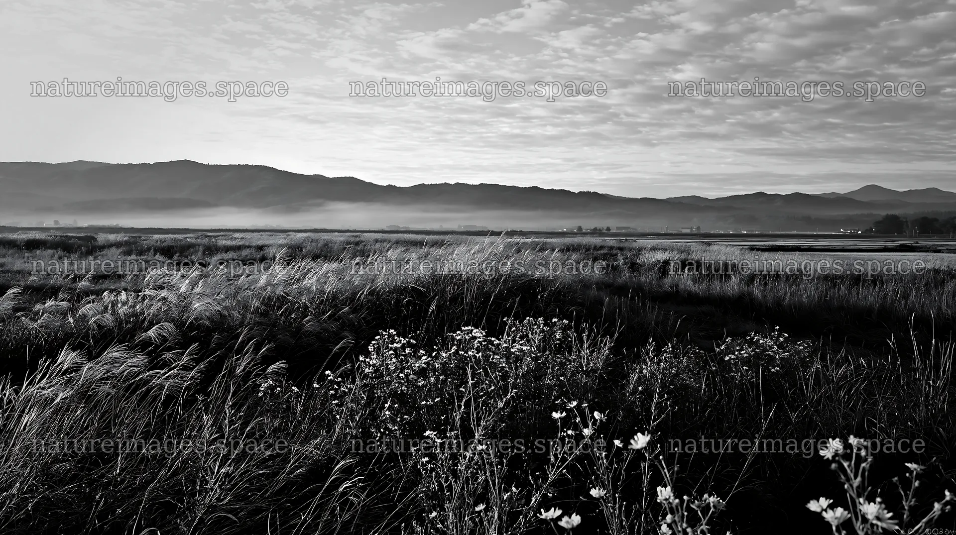 Niigata floodplain restoration meadow dew foreground – nature images 10608x5938