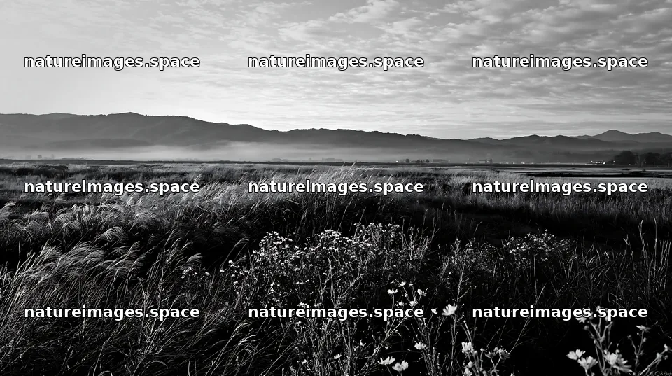 Niigata floodplain restoration meadow dew foreground – nature images 10608x5938