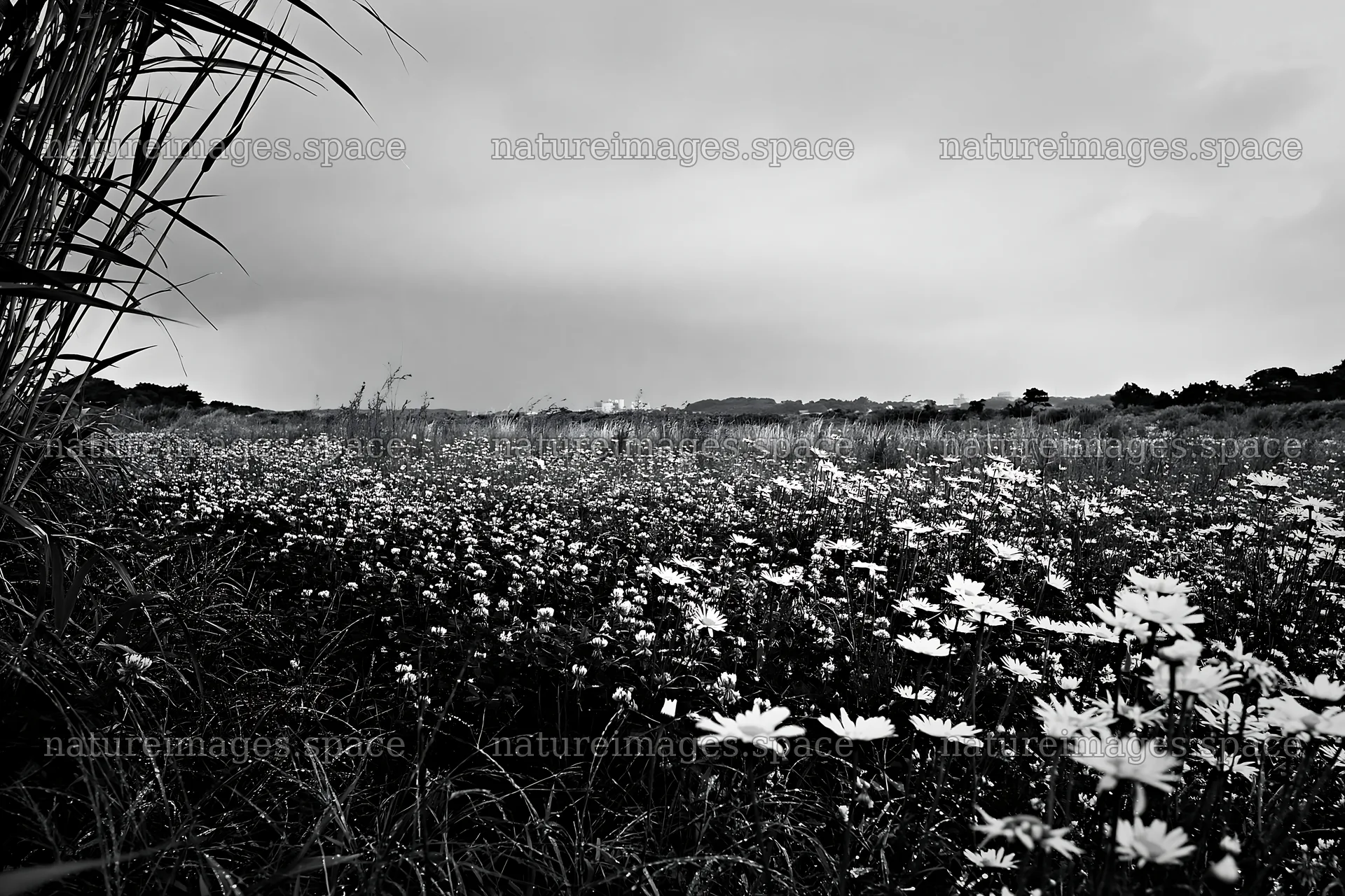 Saga floodplain meadow with reed foreground under cloudy skies – nature images 9722x6480