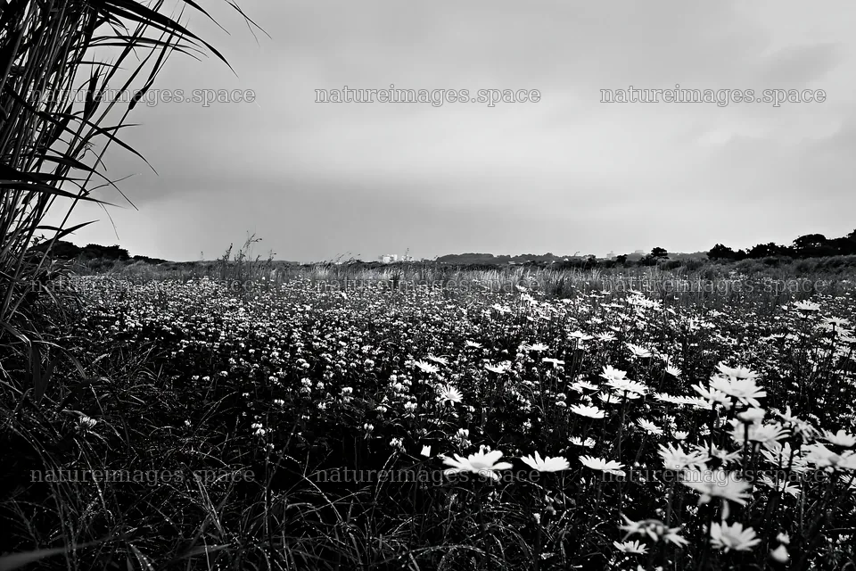 Saga floodplain meadow with reed foreground under cloudy skies – nature images 9722x6480