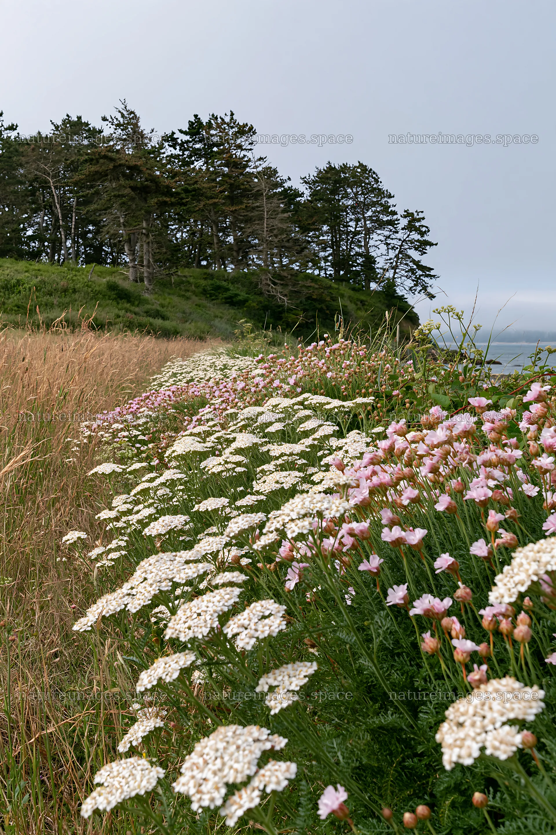 Meadow flower border with woodland in background – nature images 6480x9722