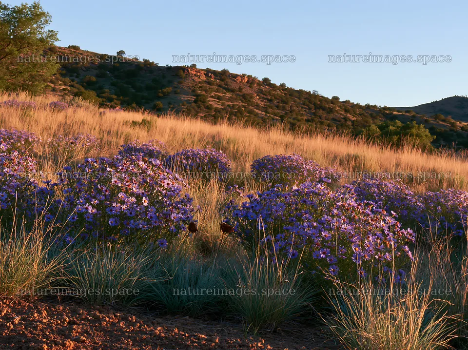 Drought-tolerant meadow with blooming purple flowers – nature images 9174x6866