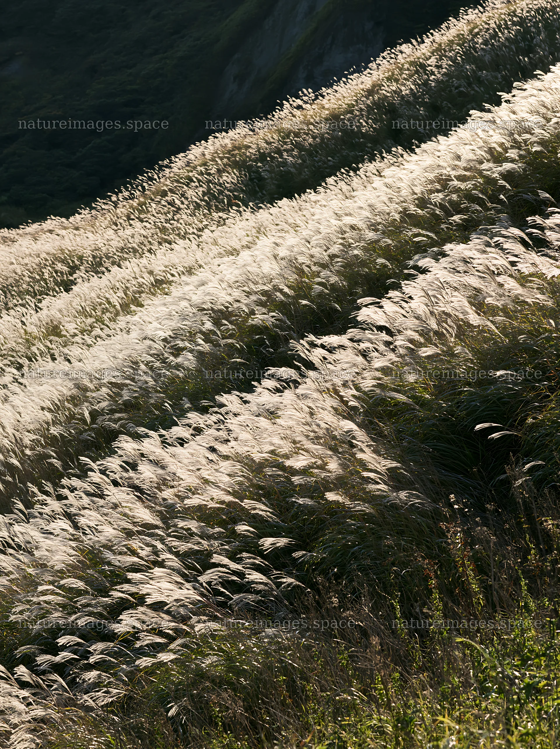 Silver grass meadow seedheads in Hokkaido during late afternoon – nature images 6866x9174