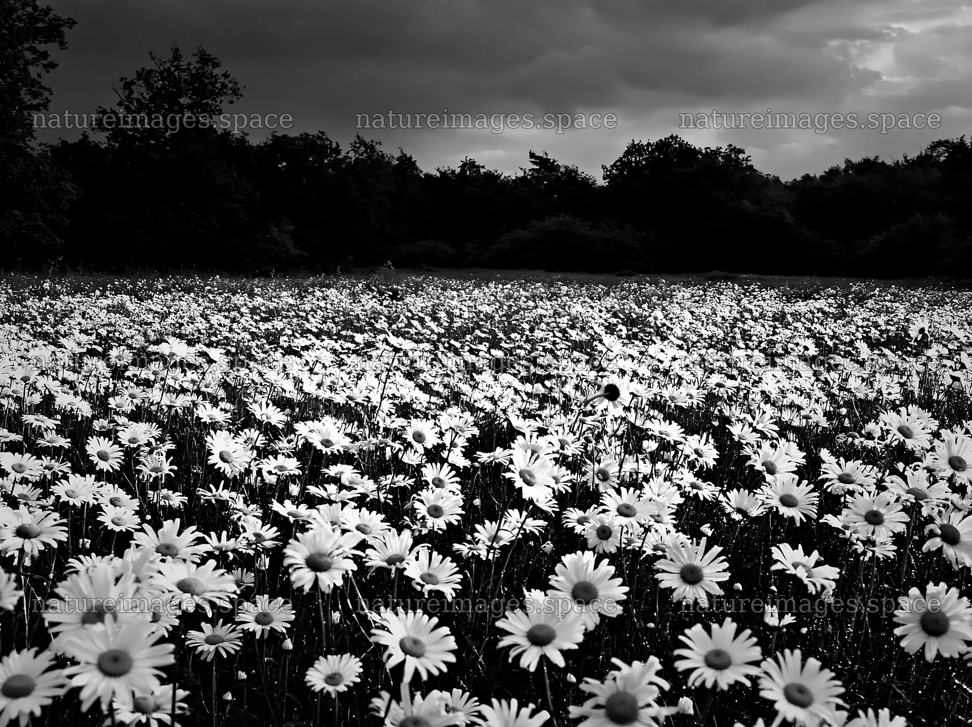 Meadow at the forest edge with blooming flowers – nature images 9174x6866