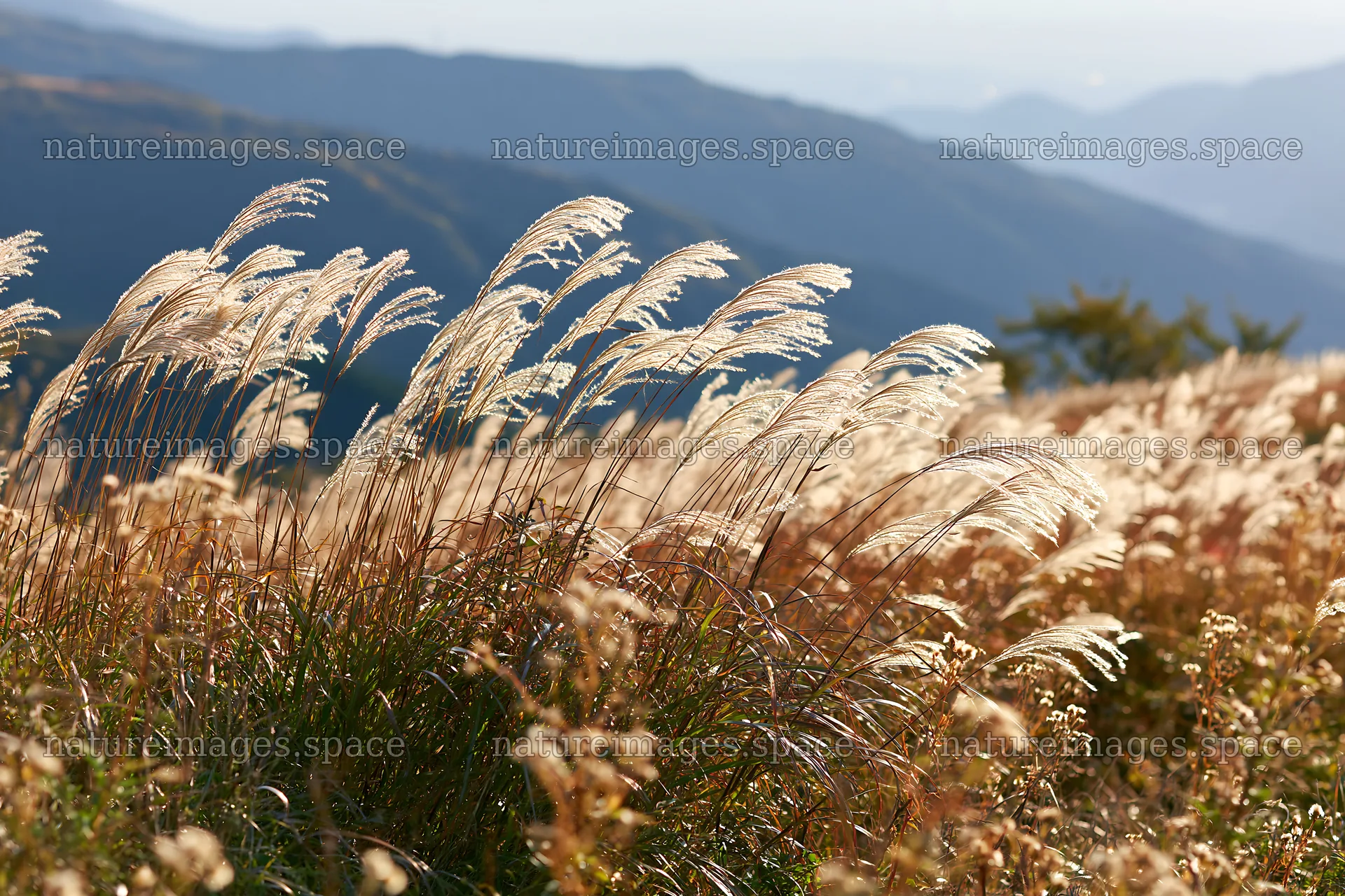 Golden grass sways in an autumn meadow under clear skies – nature images 9722x6480
