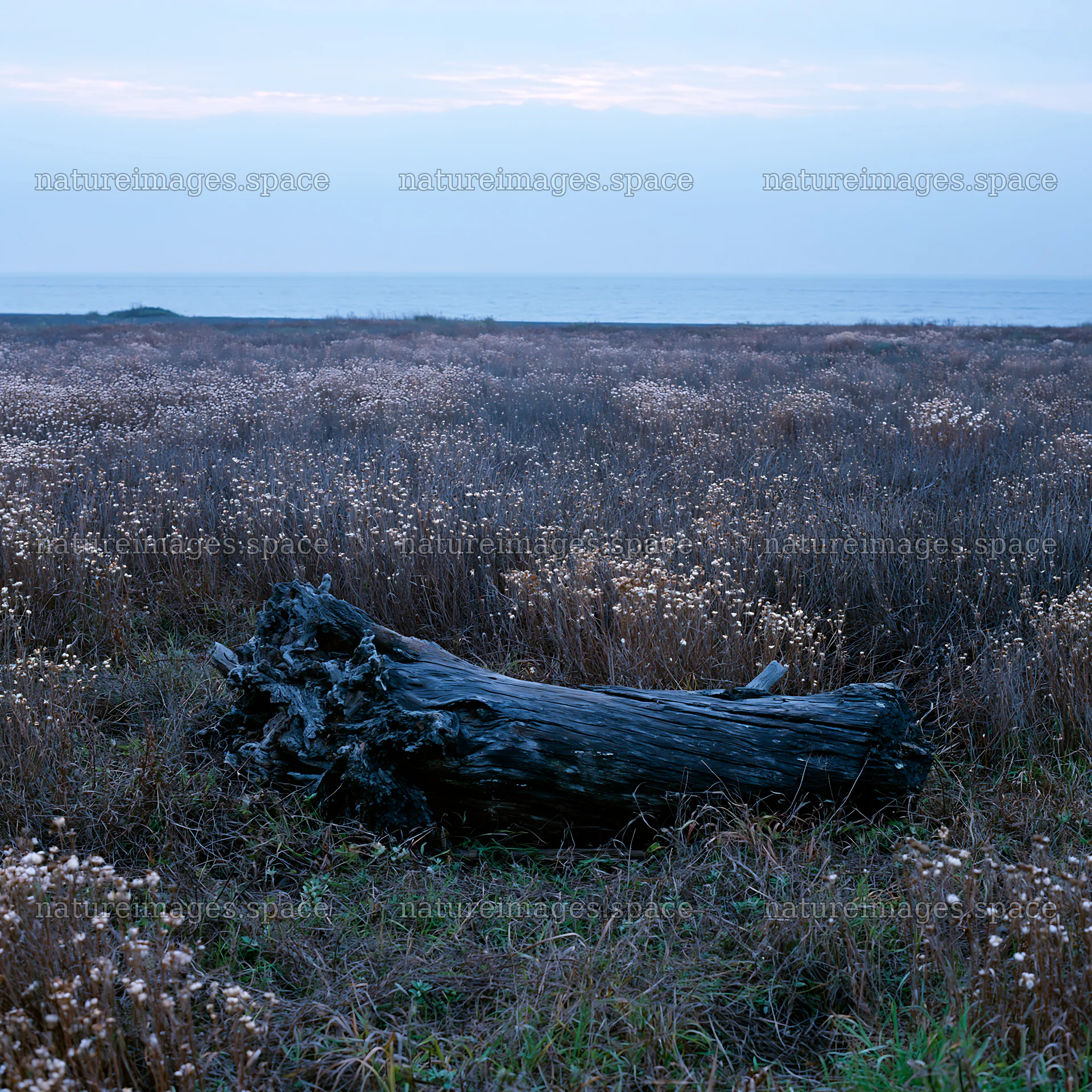 Chiba coastal climate meadow with driftwood in the foreground – nature images 7938x7938