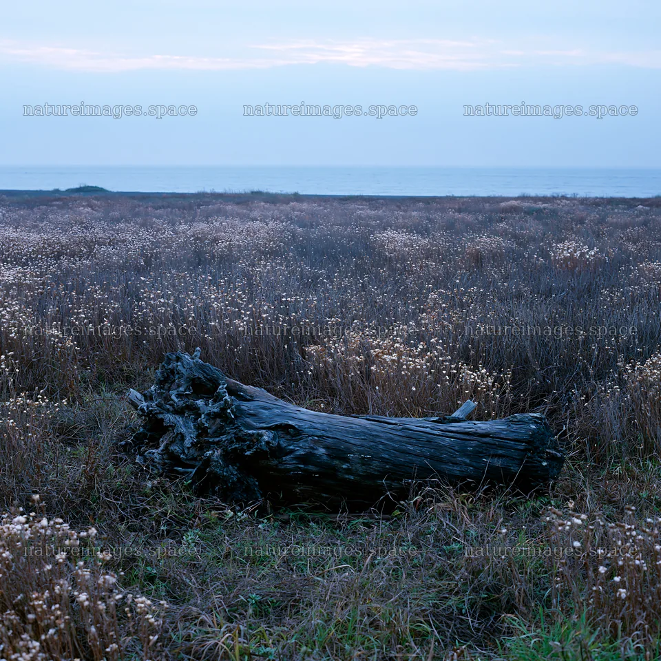 Chiba coastal climate meadow with driftwood in the foreground – nature images 7938x7938