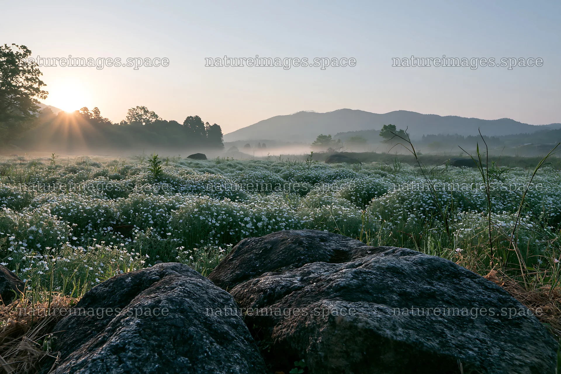 Wildflower meadow in Kyoto with stones at sunrise – nature images 9722x6480