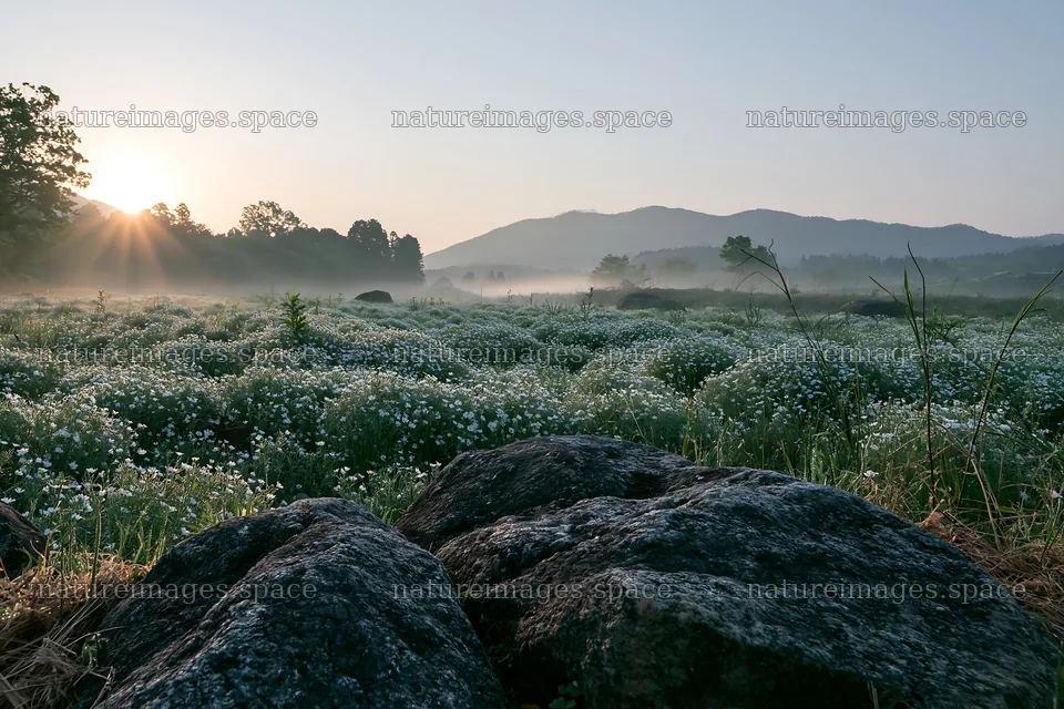 Wildflower meadow in Kyoto with stones at sunrise – nature images 9722x6480