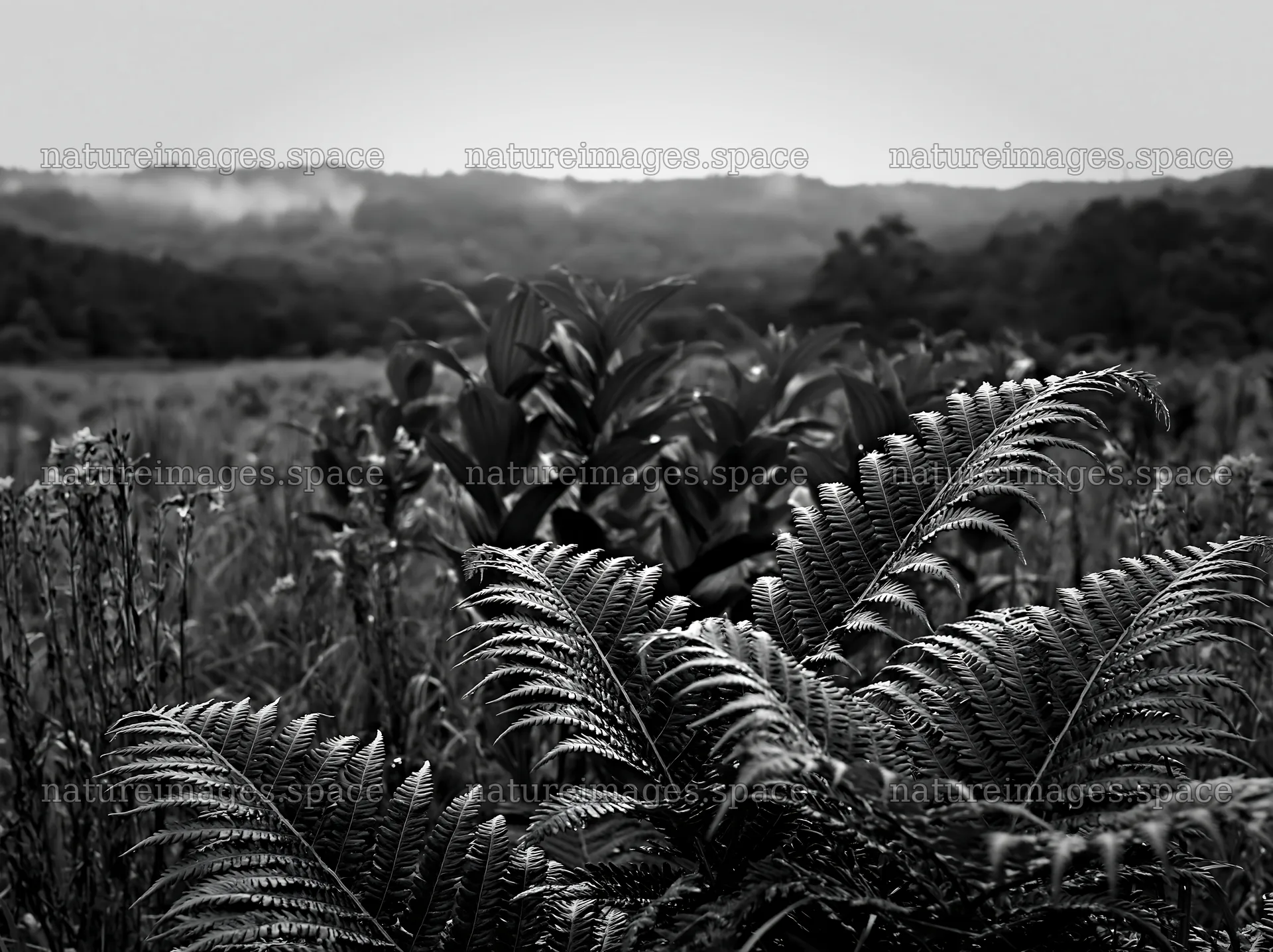 Nara summer meadow with fern foreground – nature images 9174x6866