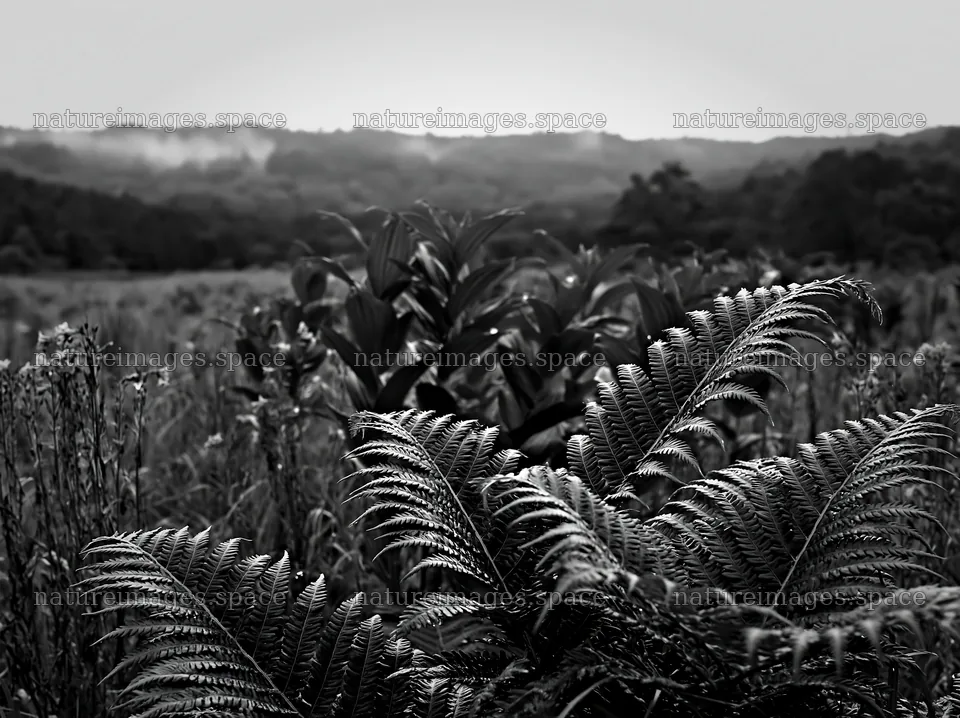 Nara summer meadow with fern foreground – nature images 9174x6866