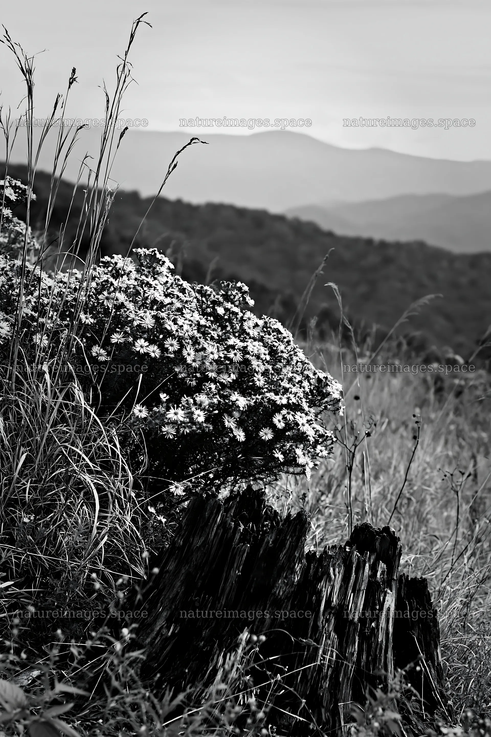 Fukushima native meadow with weathered stump – nature images 6480x9722