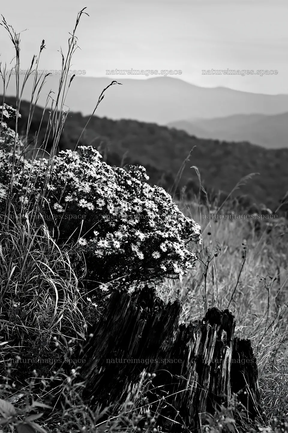 Fukushima native meadow with weathered stump – nature images 6480x9722