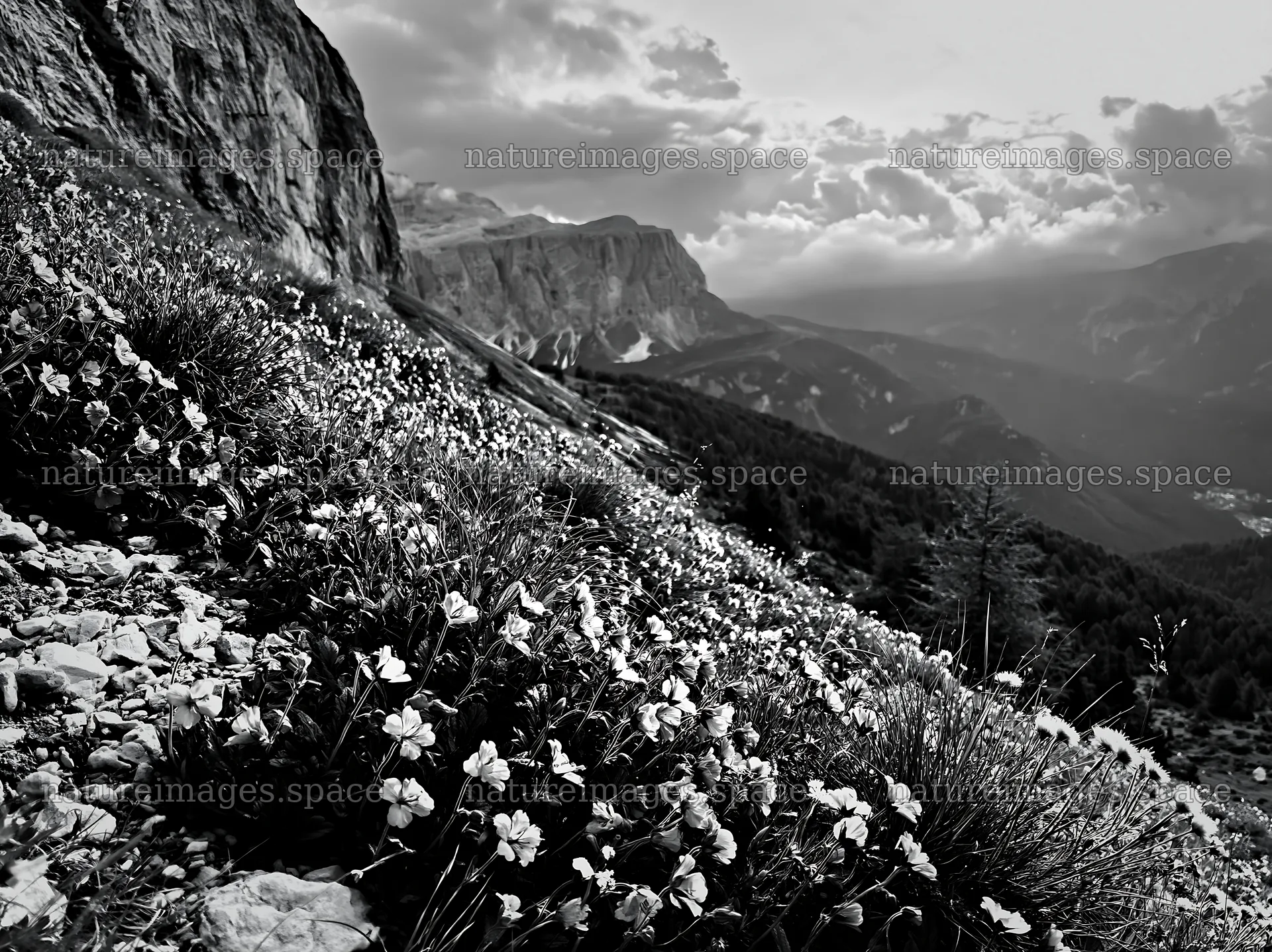 Clifftop meadow with flowers and mountain views – nature images 9174x6866