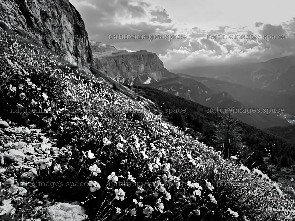 Clifftop meadow with flowers and mountain views – nature images 9174x6866