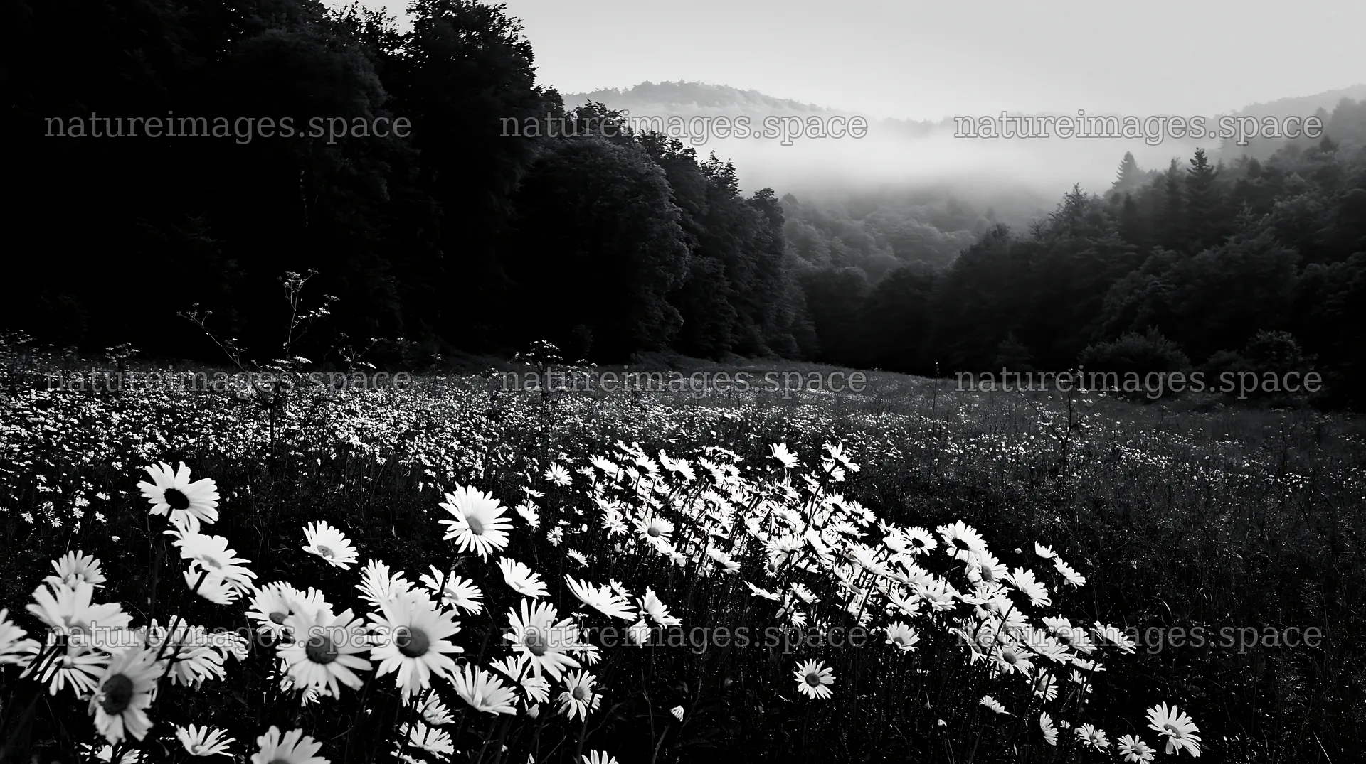 Forest edge meadow with wildflowers and misty mountains – nature images 10608x5938