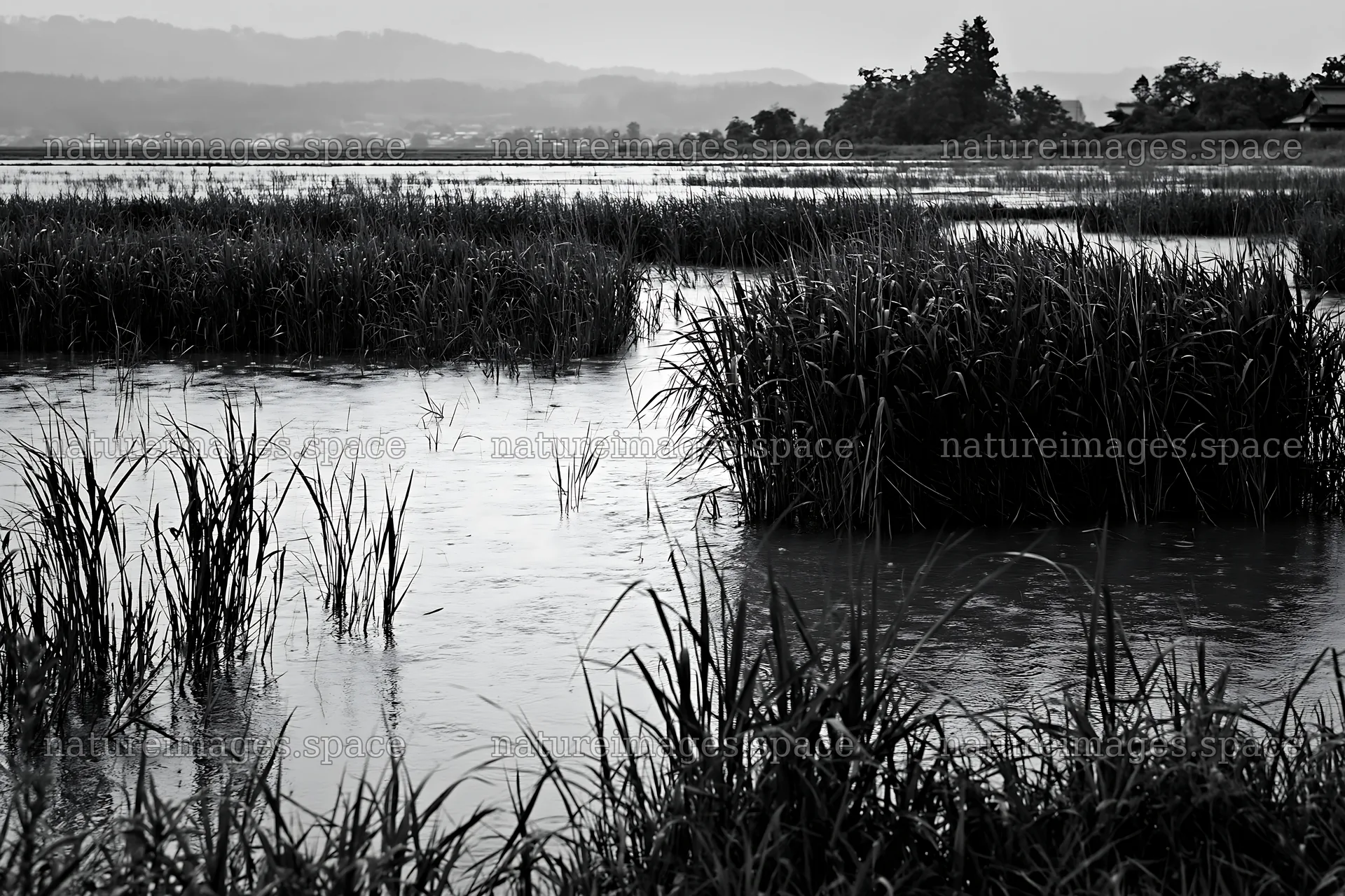 Shiga wetland meadow climate adaptation reeds under rain – nature images 9722x6480