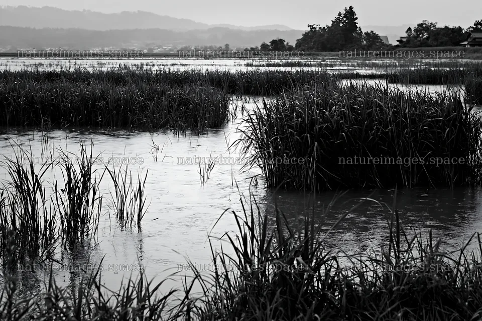 Shiga wetland meadow climate adaptation reeds under rain – nature images 9722x6480