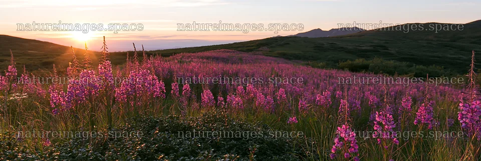 Fireweed meadow during sunset with mountains in background – nature images 13690x4602